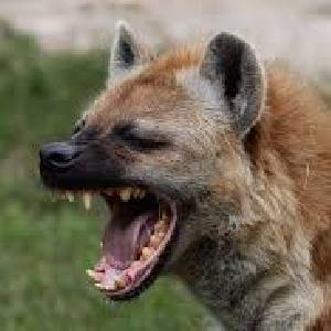 hyena v1 AUDNZD
