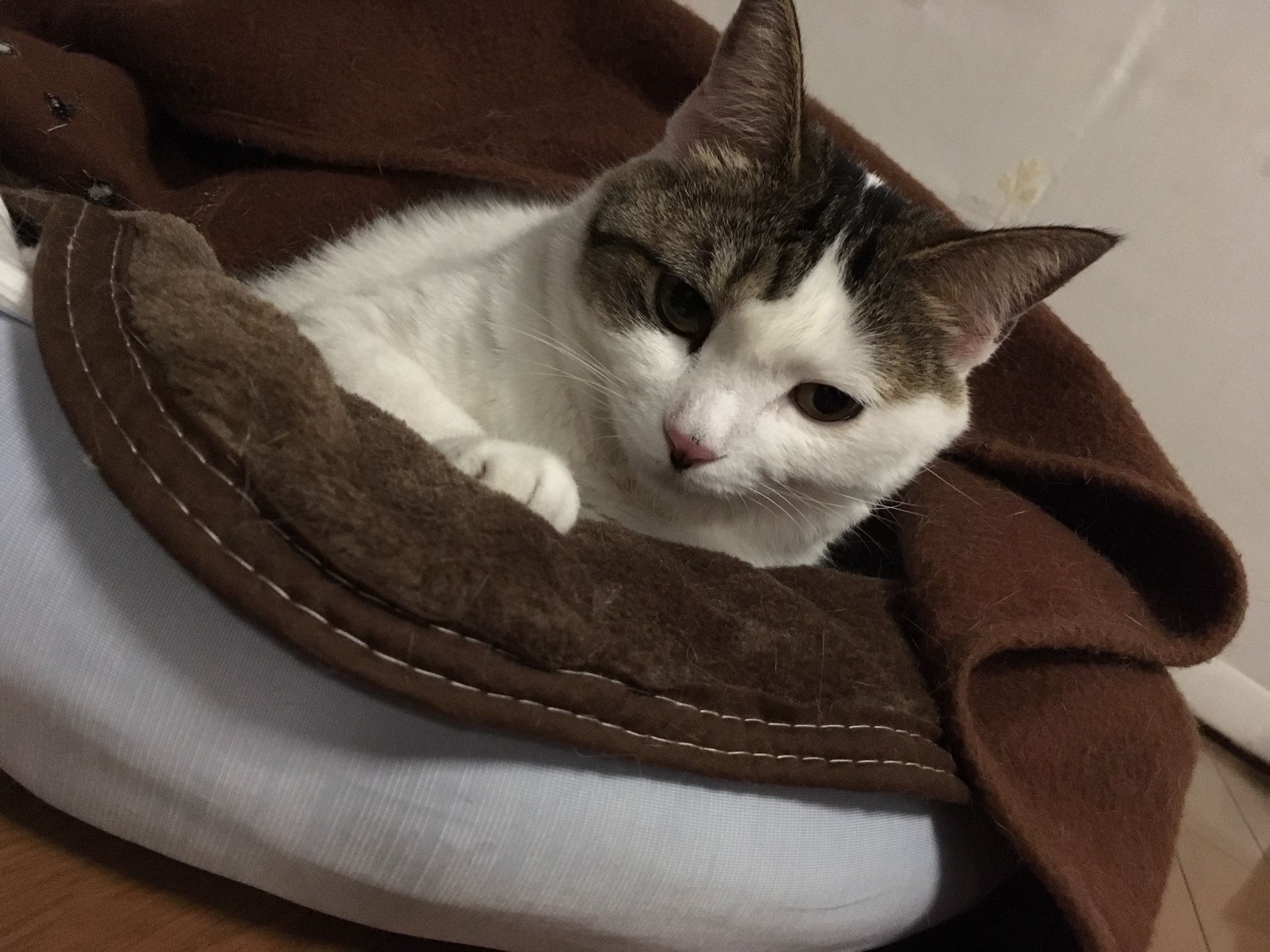 ドル円_相場環境認識_by 福山 紫生(Syo Fukuyama) 投資ナビ＋