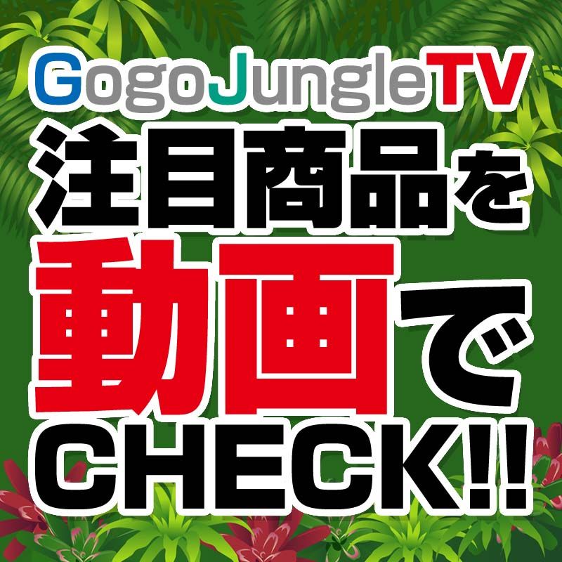 注目商品を動画でチェック！【GogoJungle TV】 Investment Navi+