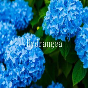 Hydrangea 