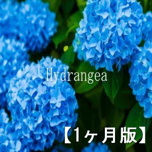 Hydrangea 【1ヶ月版】
