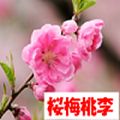 桜梅桃李 ～OBAITOURI～ ซื้อขายอัตโนมัติ