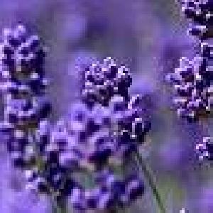FX_Lavender1_AUDUSD_M5