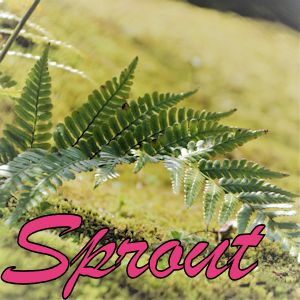 Sprout 自動売買