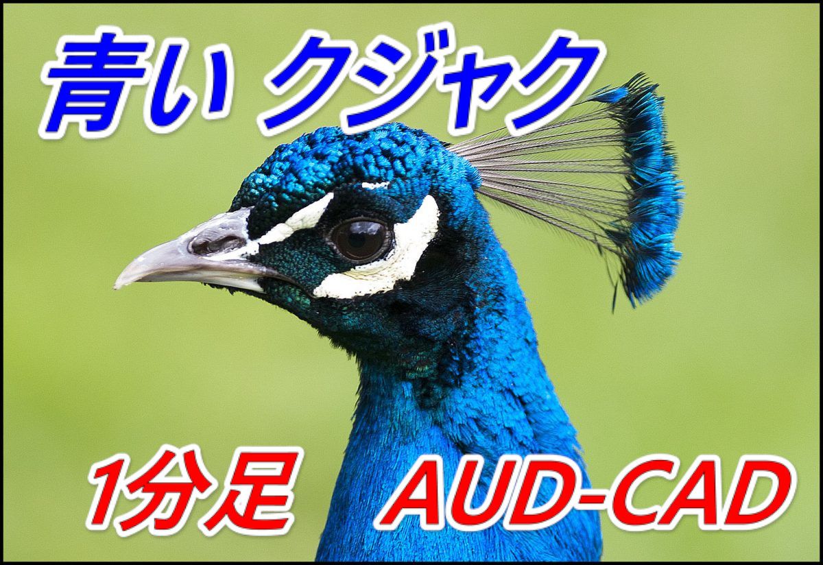 Blue Peacock (青いクジャク) EA 自動売買