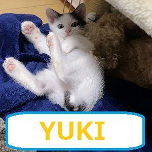 YUKI