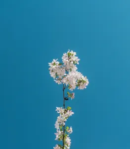EA0731