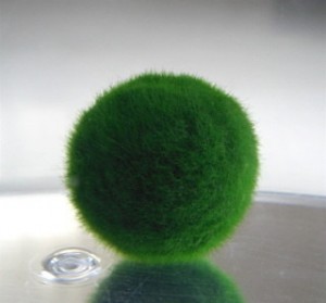 Trapirimo(とらぴりも)