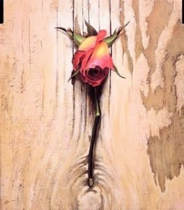 OANDA JAPAN ポートフォリオ